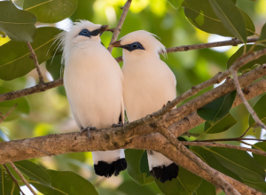 Birdwatching in Hawks Nest: Species You Might Spot